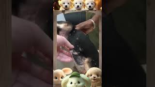 Mangoworm Removal Compilation, Rescue Dog Mangoworms, Vet Mangoworm Treatment ️