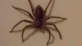 How to easily catch a Huntsman Spider.