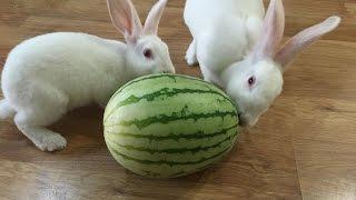 當兔子遇上西瓜｜Cute Rabbits Eat Watermelon