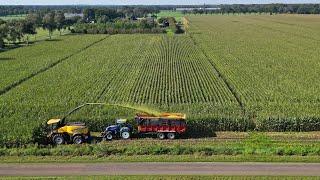 Chopping corn silage 2023 / New Holland FR650 + New Holland / Toonen