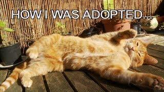 Alvi cat : the story of his adoption