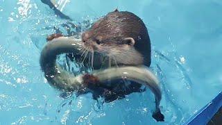 Otters hunt freshwater eels!