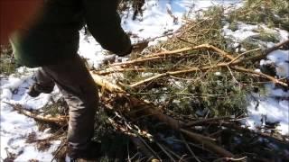 Group bushcraft shelter made with pine branches