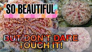 WORLD'S MOST DANGEROUS SEA URCHIN:FLOWER SEA URCHIN#flowerseaurchin