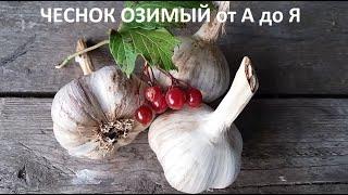 Чеснок озимый от А до Я.