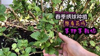 地栽大花绣球Hortensien过冬后春季萌芽阶段该如何修剪和控芽/超详解/花期运势就看现在做得好不好/15.05.2023