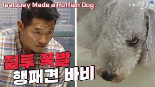 Jealousy Made a Ruffian Dog [Dogs Are Incredible]