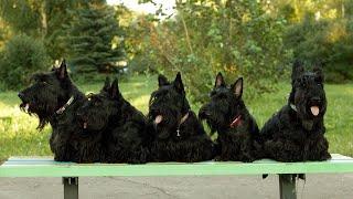 Are Scottish Terriers Good at Earthdog Trials?