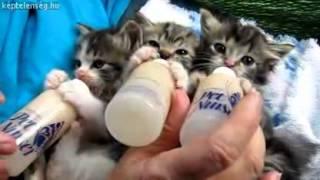 Hungry kittens