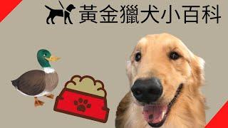 黃金獵犬小百科【品種動物系列】