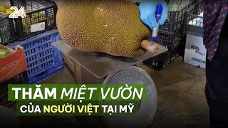 Thăm miệt vườn của người Việt tại Mỹ | VTV24