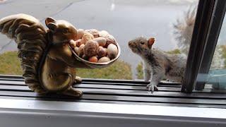 Squirrels' reactions to a squirrel statue (in memory of Cutie)