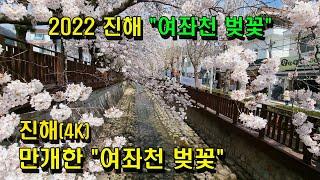 진해[4K] 만개한 "여좌천 벚꽃"- 드라마 촬영지 "로망스 다리"(2022.4.1)