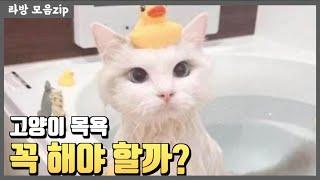 고양이 목욕 꼭 해야하는 걸까?