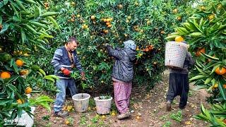 Mandalina Bahçe Hasadı / Tangerine Harvest