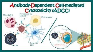 Antibody Dependent Cell Mediated Cytotoxicity (ADCC) | Effector cells in ADCC response