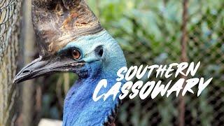 Southern Cassowary