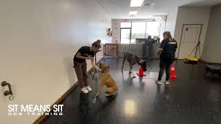 Sadie training at the studio