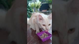 MIKHA MAKAN #cat #kucingterlucu #kucing #shorts