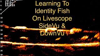 Garmin Livescope: Learning To Identify Fish On Livescope, SideVu, & DownVu