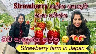 4K | Strawberry picking in Japan | Strawberry කන්න හොඳම තැන මෙන්න | Travel channel | Vlog 13