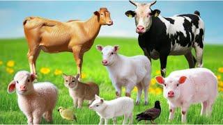 Animal Sounds - Cow, Goat, Horse, Chicken, Duck, Sheep, Pig - Cute Animals