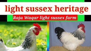 light sussex breeding farm best quality check's raja Waqar farms breed's @Sargodha360