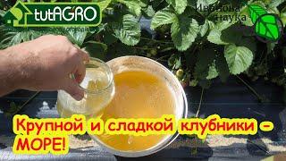 ПОДКОРМКА КЛУБНИКИ ЛЕТОМ ДЛЯ БОЛЬШОГО УРОЖАЯ Как выращивать вкусную крупную клубнику.