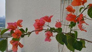 How to Propagate Bougainvillea from Cuttings