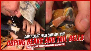 Attaching A Tail Bell and Coping a Beak | Wildlife Command Center