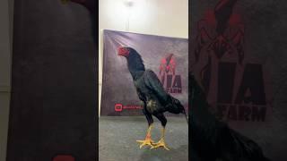 #chicken #funny #dance #pets #love #aseelmurga #blackshamo #chickenbreed #birds #shamo