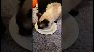 Licking the plate clean