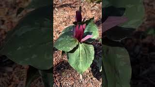 Trillium plants - learn how to grow and propagate these beautiful native perennials! #gardeningtips