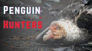 Top 9 Predators That Eat Penguins, the Penguin Hunters!