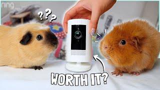 Buying a Camera to Spy on my Guinea Pigs!