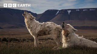 Top 10 Wolf Moments | BBC Earth