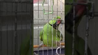 ringneck parrot sounds