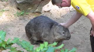 Wombat Erlebniszoo Hannover