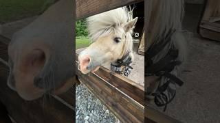 Cute Shetland Pony has hair raising experience. #shetlandpony #horse #horsey #cutepony #funnyhorses