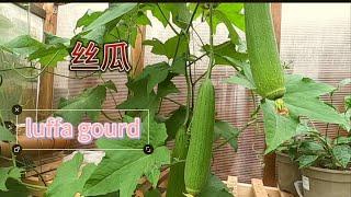 英国种植丝瓜(luffa gourd uk)天气冷之前不开公花，落蔓打顶才挂果