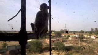 Mangalayatan University hostel: a monkey on room window