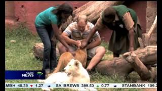 Lion gives birth to eight cubs