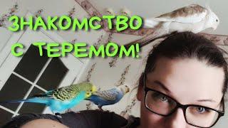 Стая попугаев в квартире. Видео-знакомство с каналом Терем попугая #попугай #parrot