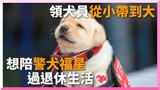 超萌警犬福星4年後將退休！搭檔告白：想陪牠度過餘生｜寵物動物｜狗｜拉布拉多｜K-9