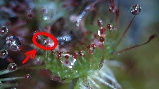 Mites on Drosera now, too!?! Mites getting into trouble, again. 20200318 101917