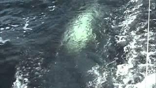 738 pound Giant Bluefin Tuna with North Lake Charters