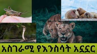 አስደናቂው የእንስሳት አኗኗር