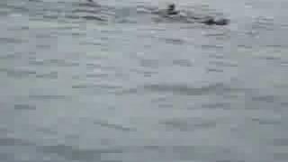 Ballestas seals 1