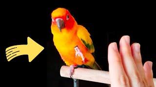 SUN CONURE TRAINING | Best Conure Tricks to Teach