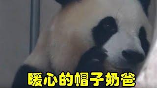 帽子奶爸对福宝真的好暖，拿到窝头的福猪猪很开心 #大熊猫福宝 #帽子奶爸 #福宝 #别划走